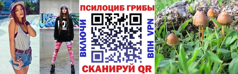 omg tor  Богородицк  Галлюциногенные грибы Psilocybine cubensis 